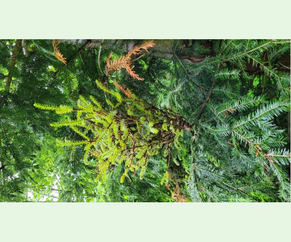 Melampsorella caryophyllacearum