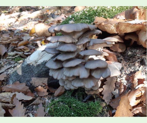 Pleurotus ostreatus