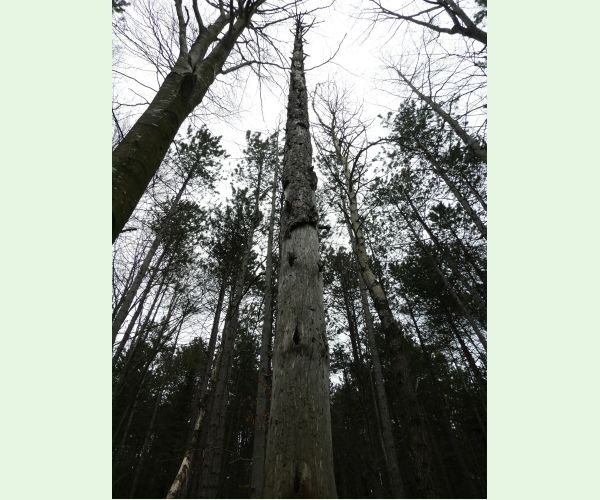 A - Ambiguously determined, we are not sure