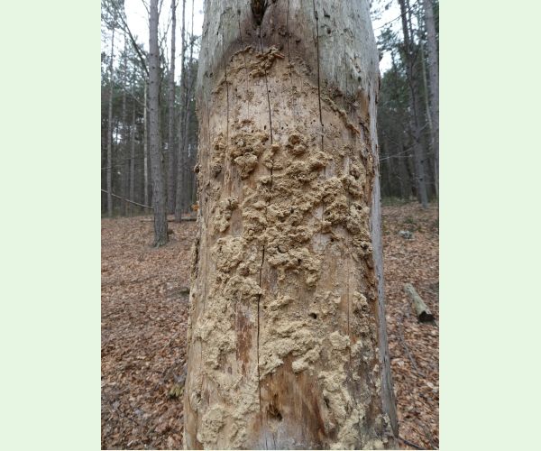 A - Ambiguously determined, we are not sure