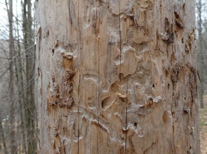 A - Ambiguously determined, we are not sure