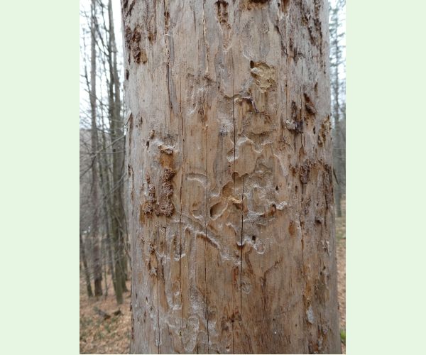 A - Ambiguously determined, we are not sure