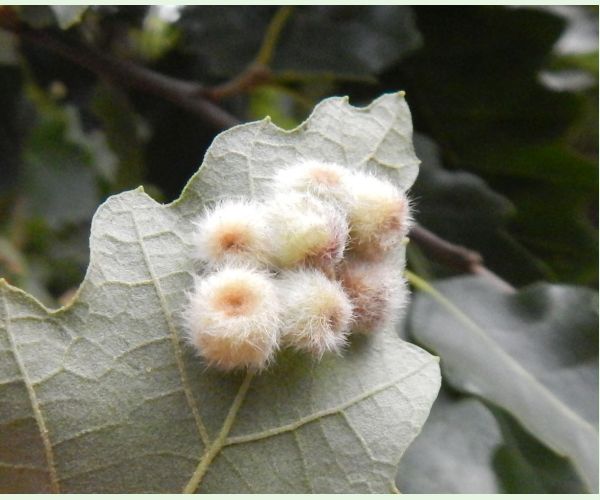 Neuroterus lanuginosus