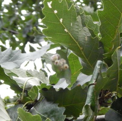 Neuroterus lanuginosus