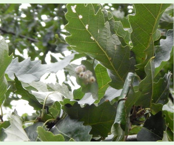 Neuroterus lanuginosus