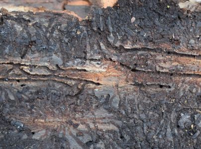 Lykožrút smrekový