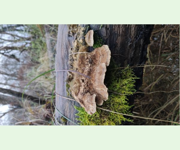 Daedaleopsis confragosa