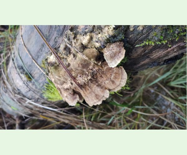 Daedaleopsis confragosa