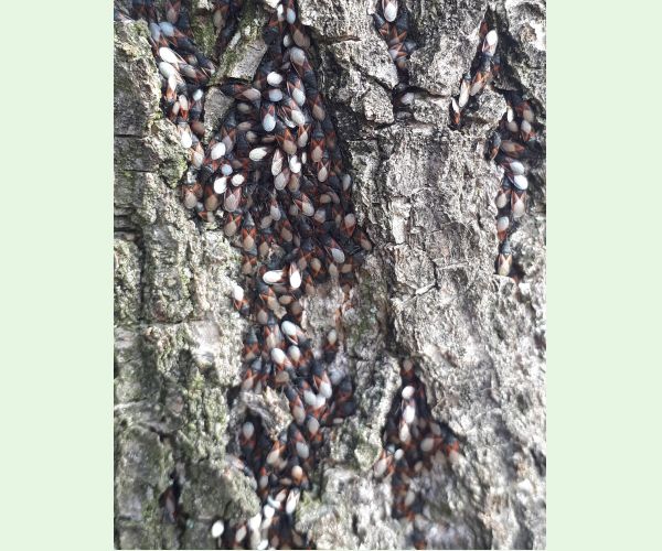 Oxycarenus lavaterae