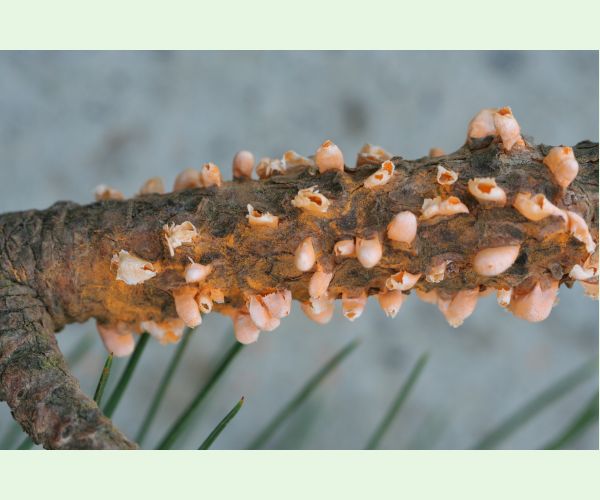 Cronartium flaccidum