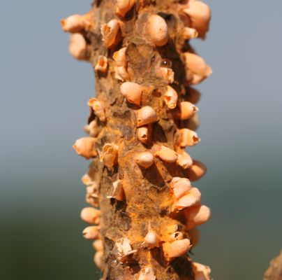 Cronartium flaccidum