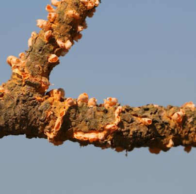 Cronartium flaccidum