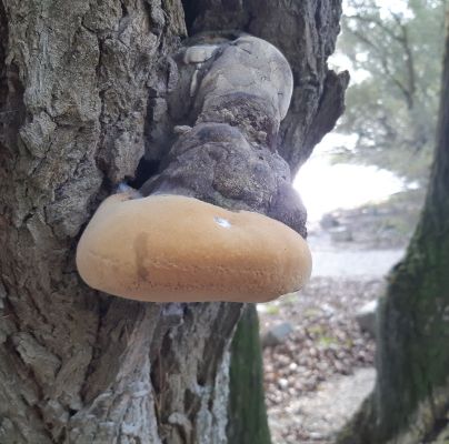 Phellinus igniarius