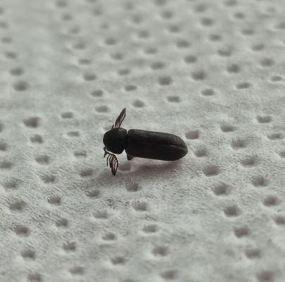 Ptilinus pectinicornis