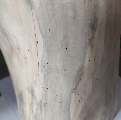 Ptilinus pectinicornis