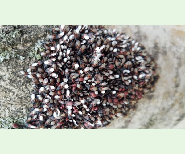 Oxycarenus lavaterae