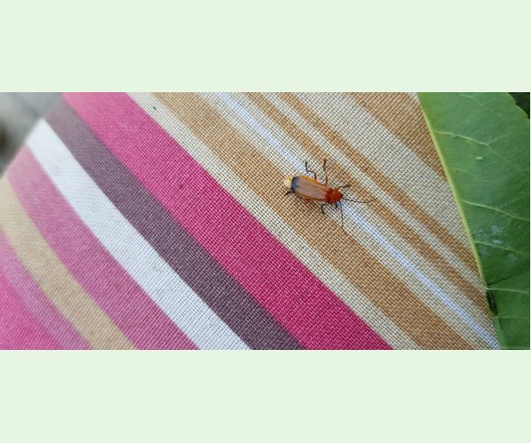 A - nie je v databáze