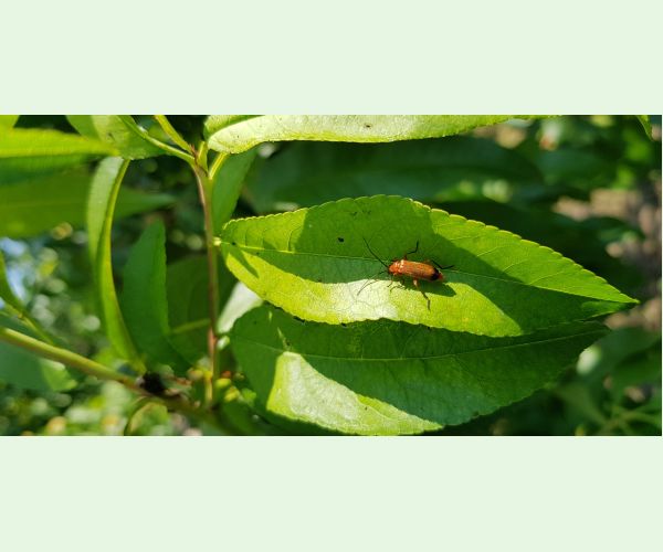 A - nie je v databáze