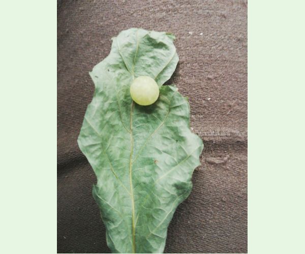 Neuroterus quercusbaccarum