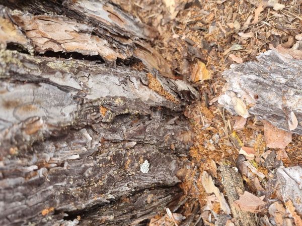 Six-toothed pine bark beetle