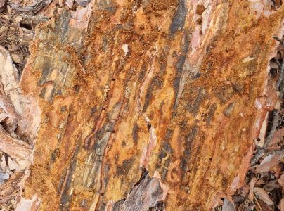 Lykožrút borovicový