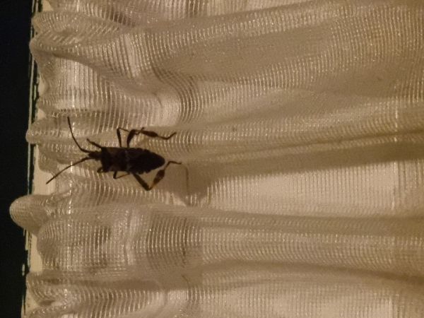 Western conifer seed bug