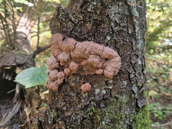 A - Ambiguously determined, we are not sure