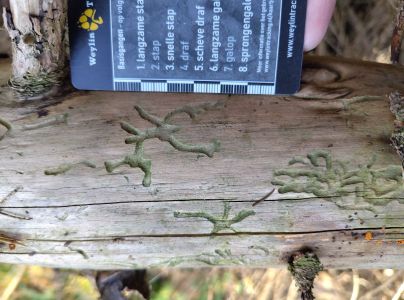 A - Ambiguously determined, we are not sure