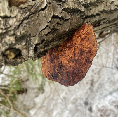 Daedaleopsis confragosa