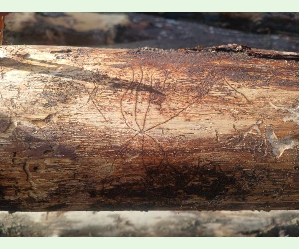 Pityogenes chalcographus