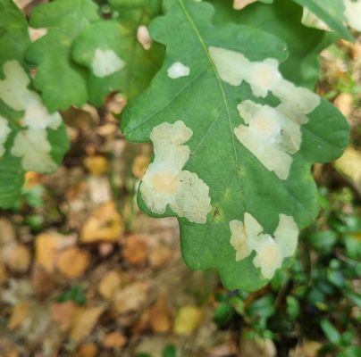 Tischeria ekebladella
