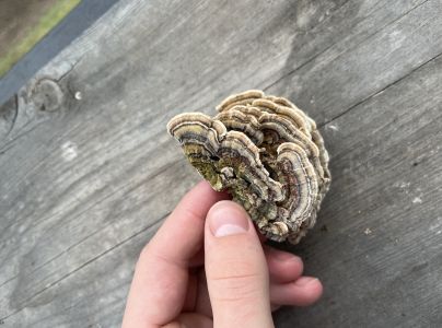 Trúdnikovec pestrý