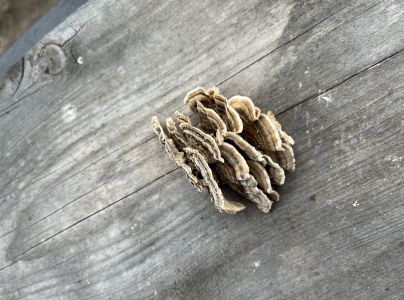 Trúdnikovec pestrý