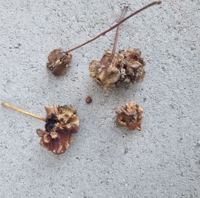 Andricus quercuscalicis