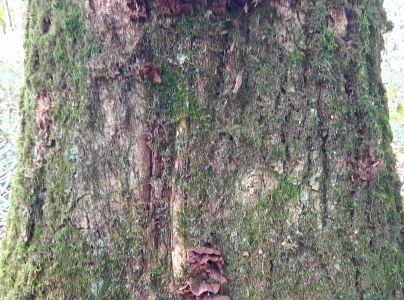 Kožnačka hrdzavohnedá