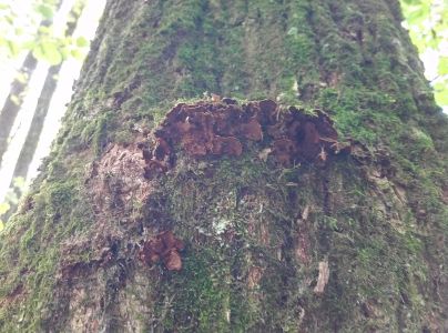 Kožnačka hrdzavohnedá