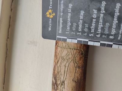 A - Ambiguously determined, we are not sure