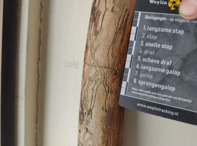 A - Ambiguously determined, we are not sure