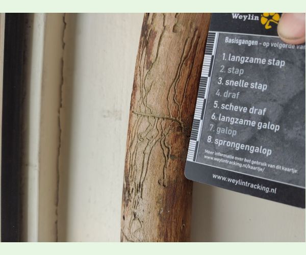 A - Ambiguously determined, we are not sure