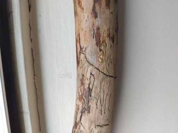 A - Ambiguously determined, we are not sure