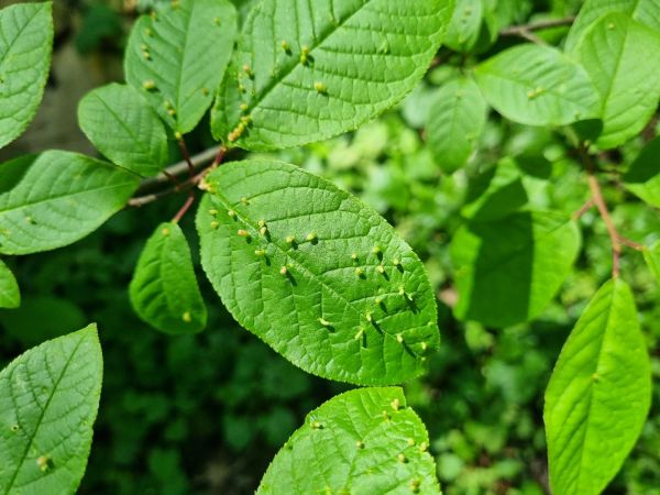 Plum leaf gall mite