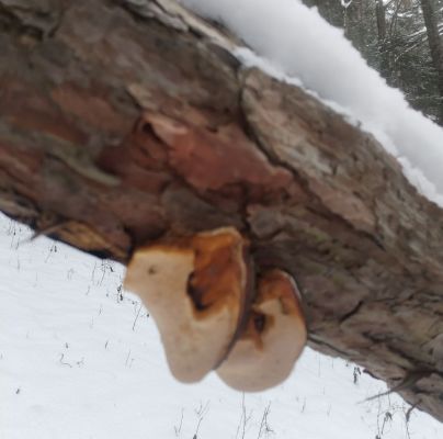 A - nie je v databáze