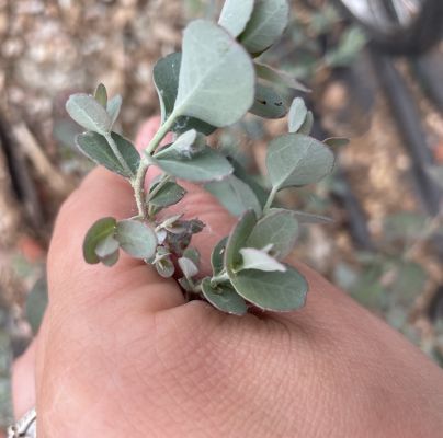 Ctenarytaina eucalypti