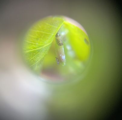 Ctenarytaina eucalypti