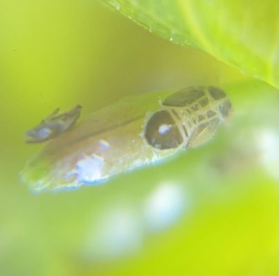 Ctenarytaina eucalypti