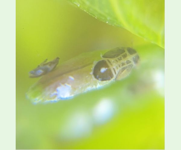 Ctenarytaina eucalypti