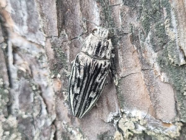 Flatheaded pine borer