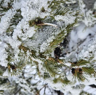 Sacchiphantes viridis