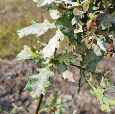 Microsphaera alphitoides