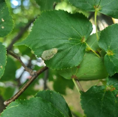 Phyllonorycter issikii